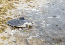 Hoe 5 Kemp’s ridley-zeeschildpadden, vernoemd naar lettertypen, terugkeerden naar de wateren van Cape Cod
