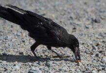 Ворона не чистять Сьодертельє. І ніколи не чистили.