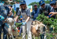 Mallomar mantiene G.O.A.T. Titolo al Professional Eating Goat Competition di New York