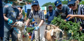 Mallomar Mempertahankan KAMBING Gelar di Kompetisi Makan Kambing Profesional NYC
