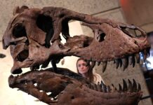 Gus le T. rex bat des records d’enchères à 50 millions de dollars