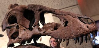 Gus, el T.rex, bate récords de subasta con 50 millones de dólares