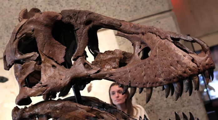 Gus der T. Rex bricht Auktionsrekorde mit 50 Millionen US-Dollar