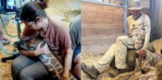 How Premature Giraffe Milani Survives Emergency C-Section at Tanganyika Wildlife Park