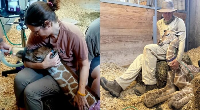 Як вижив після екстреного кесаревого розтину жирафица Мілані підкорює життя