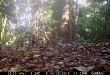 Новые данные о жизни суматранского облачного леопарда благодаря фотоловушкам
