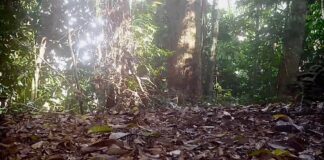 Новые данные о жизни суматранского облачного леопарда благодаря фотоловушкам