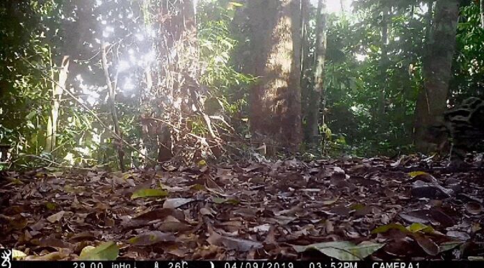 Nuove foto di trappole fotografiche rivelano dati sulla storia della vita del leopardo nebuloso della Sonda