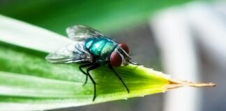 Using Decomposition Science to Trap Screwworm Blows