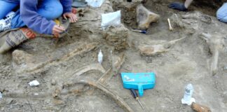 Tyrannenbisse: Zahnspuren auf Dinosaurierknochen enthüllen einen Fressrausch aus der späten Kreidezeit