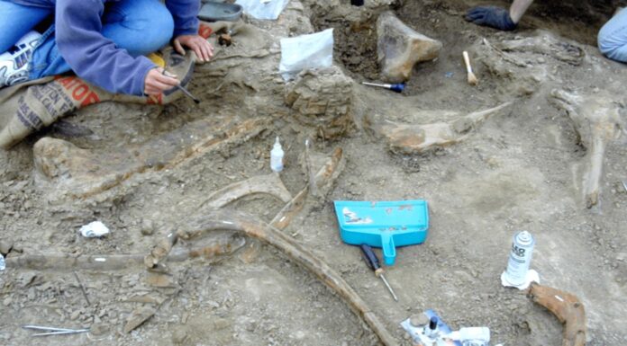 Tyrannenbisse: Zahnspuren auf Dinosaurierknochen enthüllen einen Fressrausch aus der späten Kreidezeit