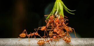 Mengapa Kelompok Semut Besar Menyelesaikan Tugas Kompleks dengan Lebih Baik